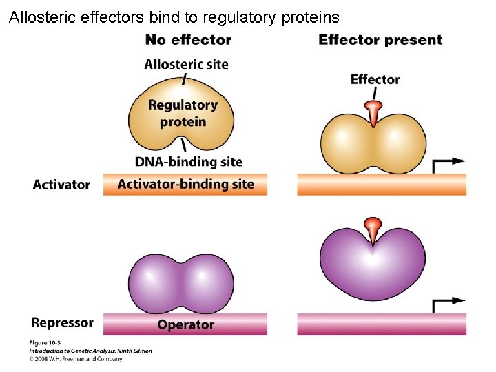 Allosteric effectors bind to regulatory proteins Figure 10 -3 