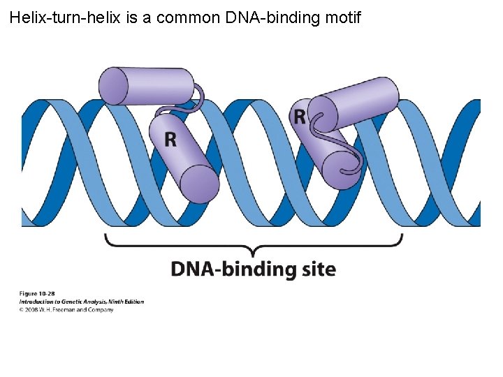 Helix-turn-helix is a common DNA-binding motif Figure 10 -28 