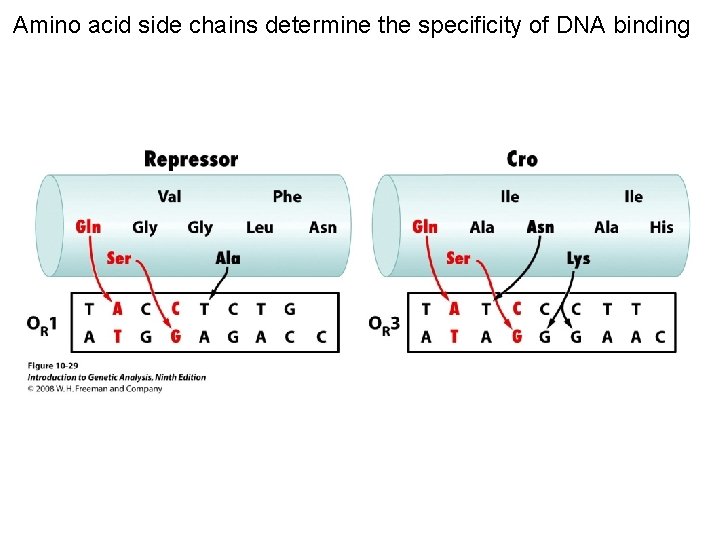 Amino acid side chains determine the specificity of DNA binding Figure 10 -29 