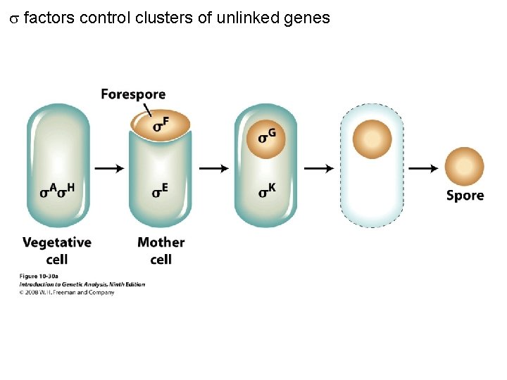  factors control clusters of unlinked genes Figure 10 -30 a 