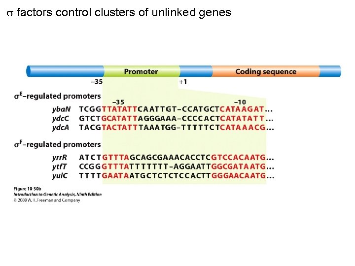  factors control clusters of unlinked genes Figure 10 -30 b 