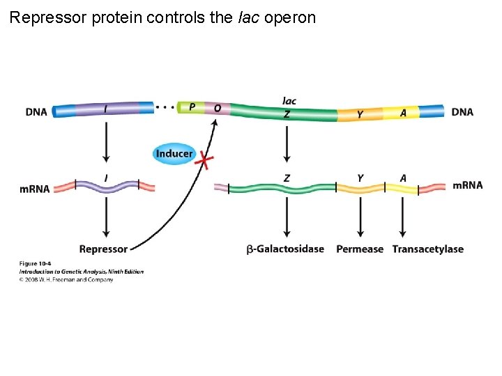 Repressor protein controls the lac operon Figure 10 -4 