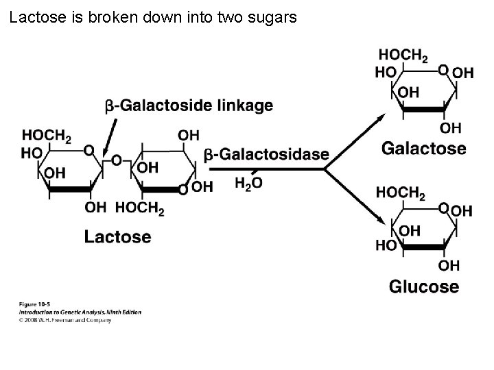 Lactose is broken down into two sugars Figure 10 -5 