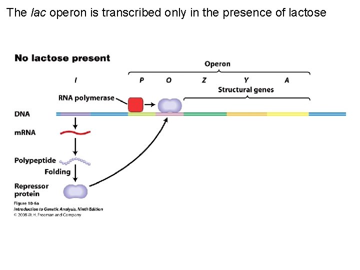 The lac operon is transcribed only in the presence of lactose Figure 10 -6
