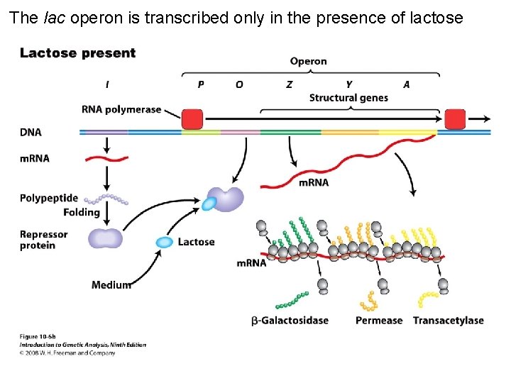 The lac operon is transcribed only in the presence of lactose Figure 10 -6