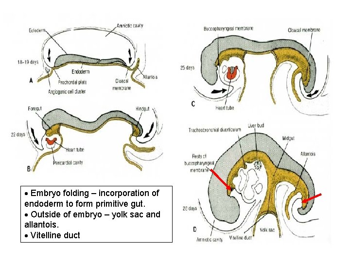 Embryo folding – incorporation of endoderm to form primitive gut. Outside of embryo
