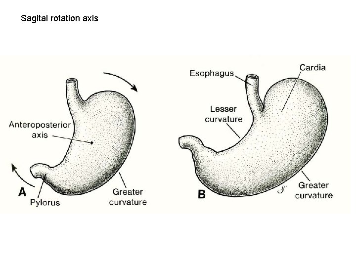 Sagital rotation axis 