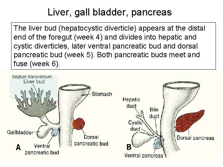 Liver, gall bladder, pancreas The liver bud (hepatocystic diverticle) appears at the distal end