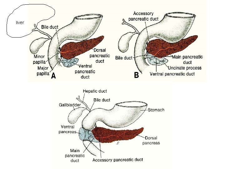 liver 