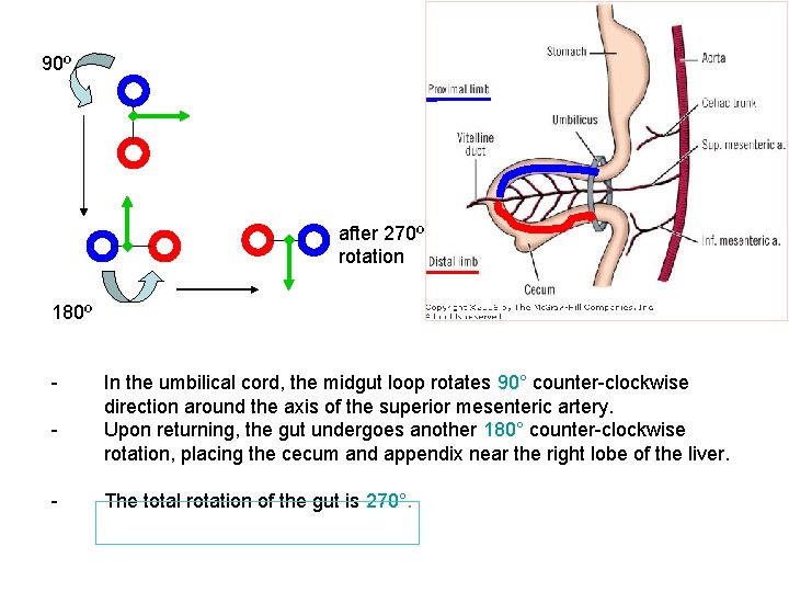 90º after 270º rotation 180º - In the umbilical cord, the midgut loop rotates
