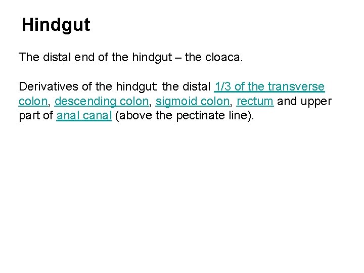 Hindgut The distal end of the hindgut – the cloaca. Derivatives of the hindgut: