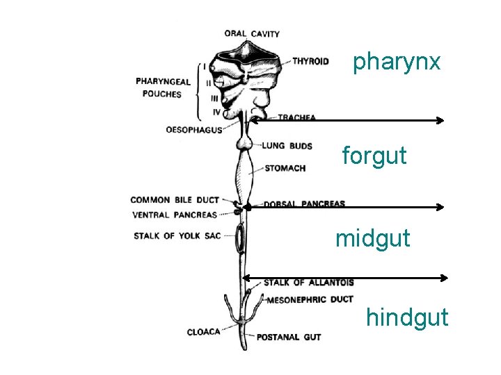 pharynx forgut midgut hindgut 