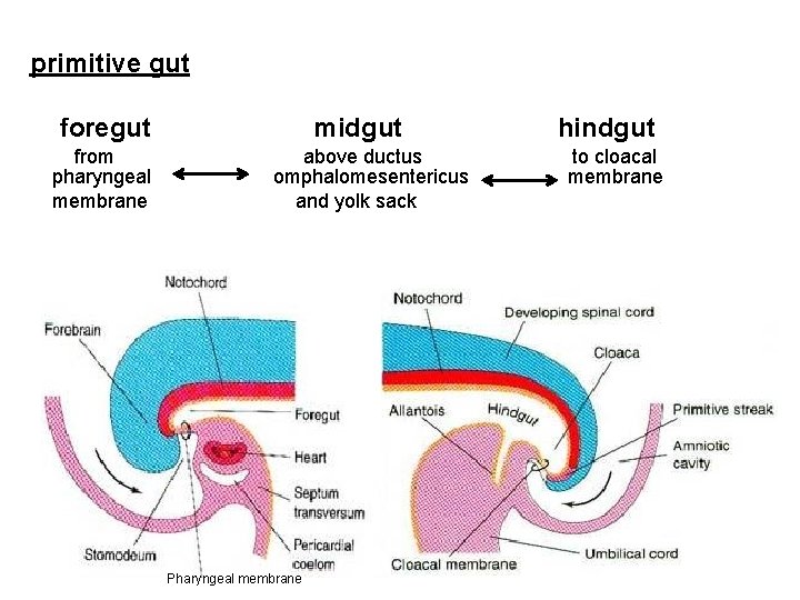 primitive gut foregut from pharyngeal membrane midgut above ductus omphalomesentericus and yolk sack Pharyngeal