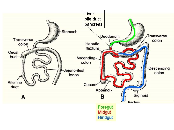 Liver bile duct pancreas Rectum Foregut Midgut Hindgut 
