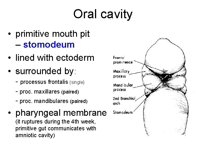 Oral cavity • primitive mouth pit – stomodeum • lined with ectoderm • surrounded