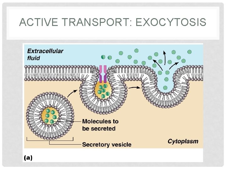 ACTIVE TRANSPORT: EXOCYTOSIS 