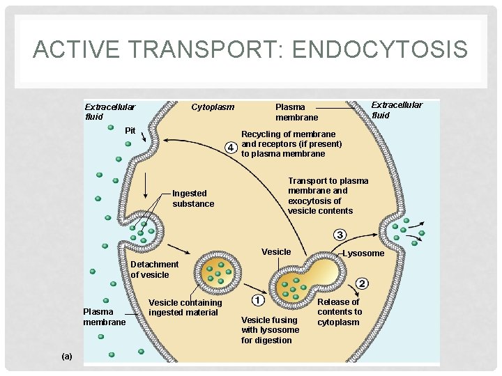 ACTIVE TRANSPORT: ENDOCYTOSIS Extracellular fluid Cytoplasm Pit Extracellular fluid Plasma membrane Recycling of membrane