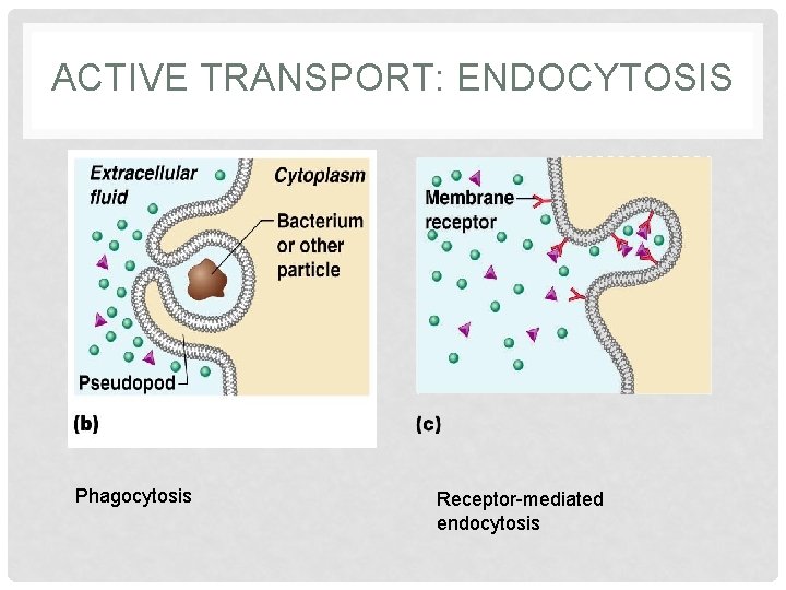 ACTIVE TRANSPORT: ENDOCYTOSIS Phagocytosis Receptor-mediated endocytosis 