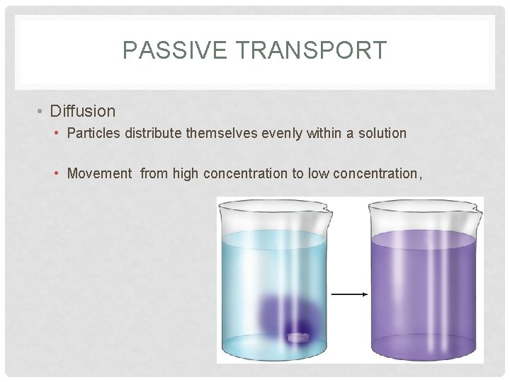 PASSIVE TRANSPORT • Diffusion • Particles distribute themselves evenly within a solution • Movement