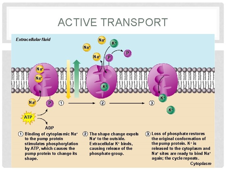 ACTIVE TRANSPORT Extracellular fluid Na+ K+ Na+ P P Na+ K+ P K+ ATP