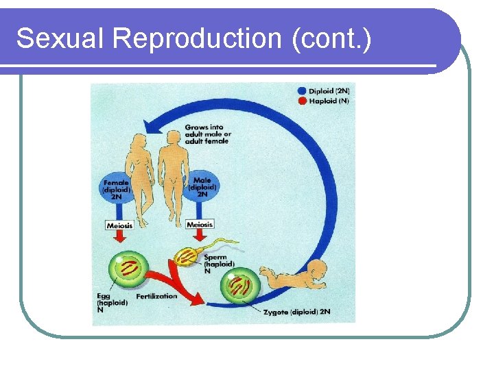 Sexual Reproduction (cont. ) 