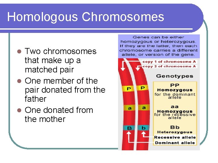 Homologous Chromosomes Two chromosomes that make up a matched pair l One member of