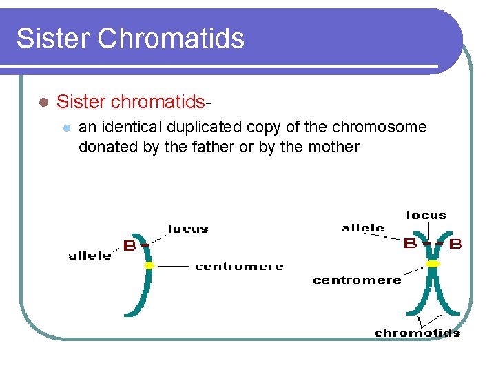 Sister Chromatids l Sister chromatidsl an identical duplicated copy of the chromosome donated by