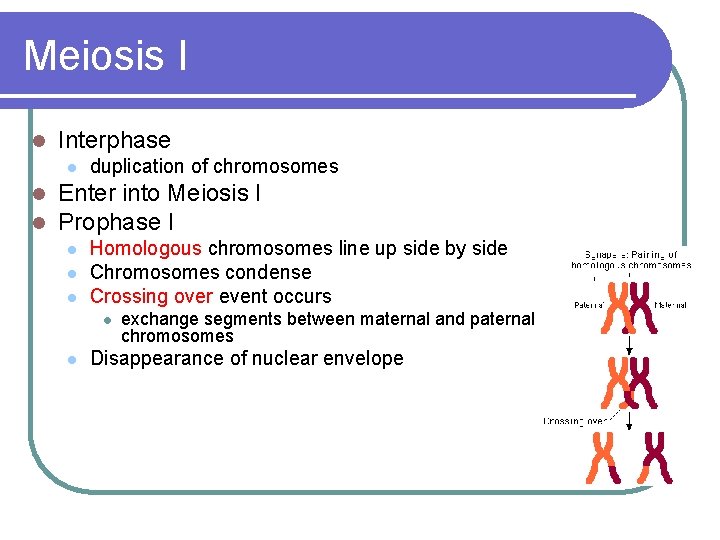 Meiosis I l Interphase l l l duplication of chromosomes Enter into Meiosis I