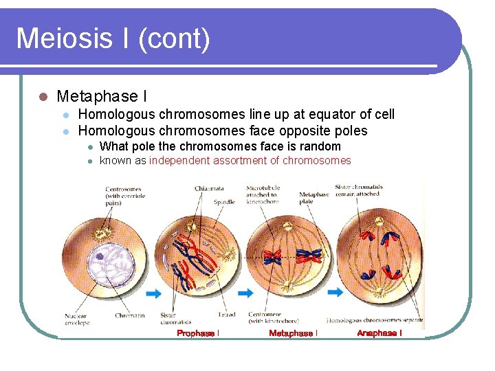 Meiosis I (cont) l Metaphase I l l Homologous chromosomes line up at equator