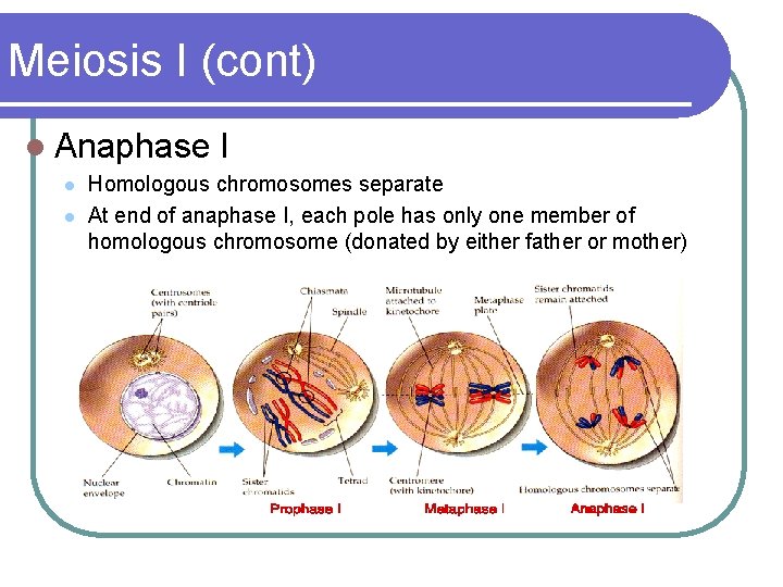 Meiosis I (cont) l Anaphase l l I Homologous chromosomes separate At end of