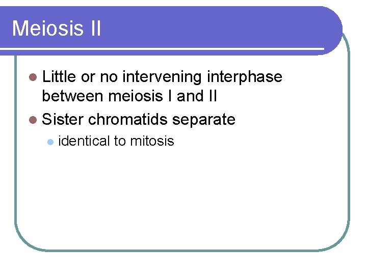 Meiosis II l Little or no intervening interphase between meiosis I and II l