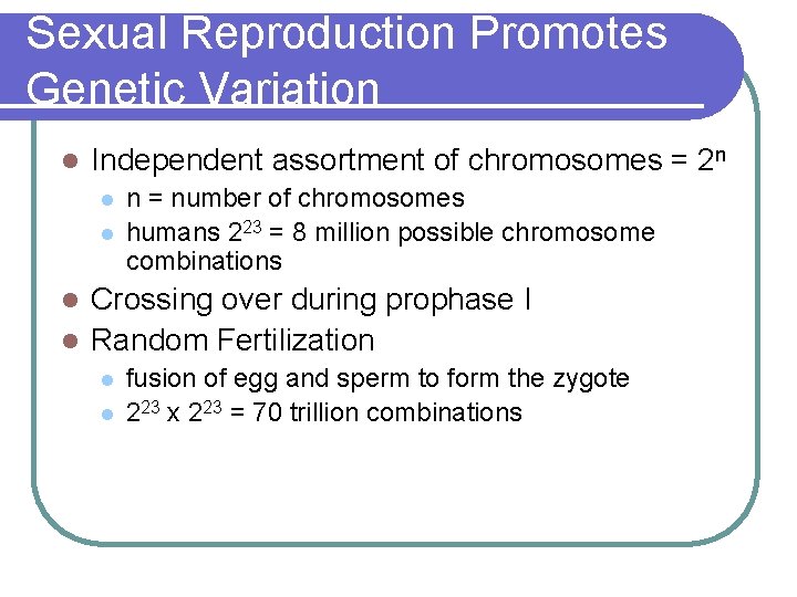 Sexual Reproduction Promotes Genetic Variation l Independent assortment of chromosomes = 2 n l