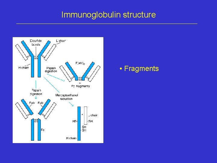 Immunoglobulin structure • Fragments 