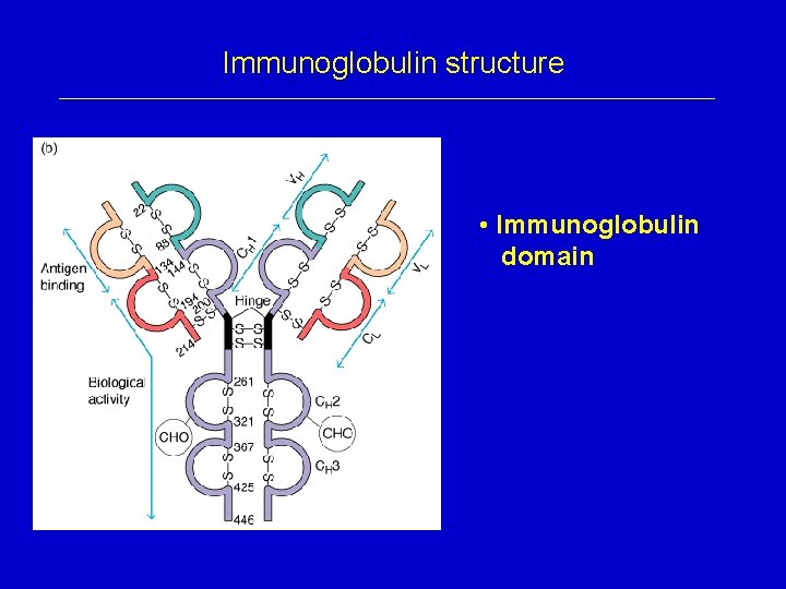 Immunoglobulin structure • Immunoglobulin domain 