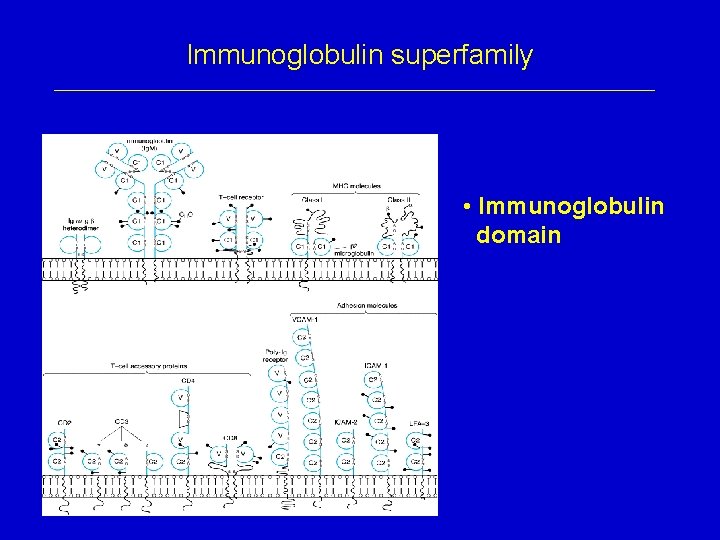 Immunoglobulin superfamily • Immunoglobulin domain 