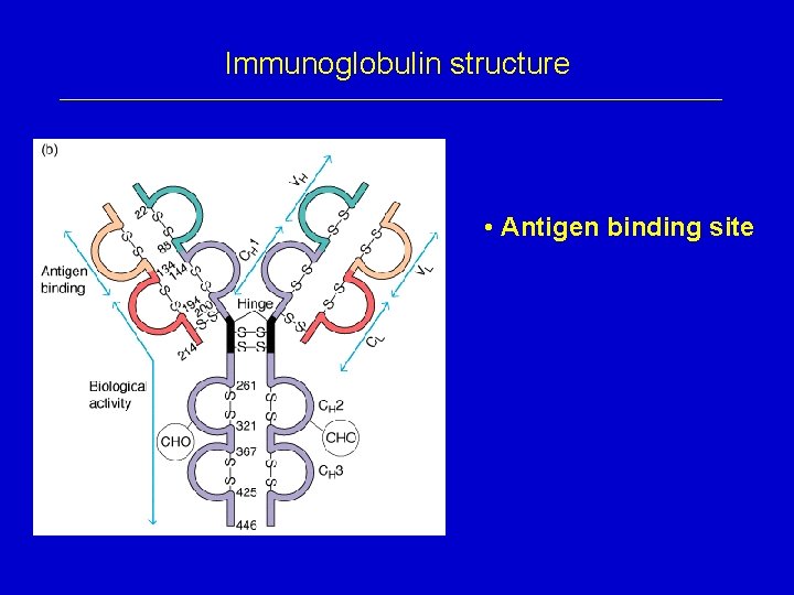 Immunoglobulin structure • Antigen binding site 