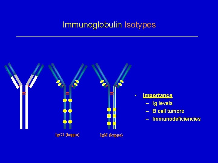 Immunoglobulin Isotypes • Ig. G 1 (kappa) Ig. M (kappa) Importance – Ig levels