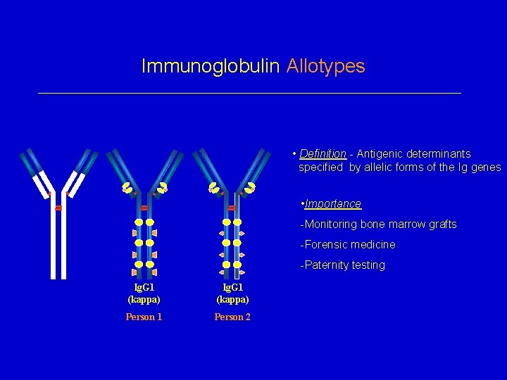 Immunoglobulin Allotypes • Definition - Antigenic determinants specified by allelic forms of the Ig