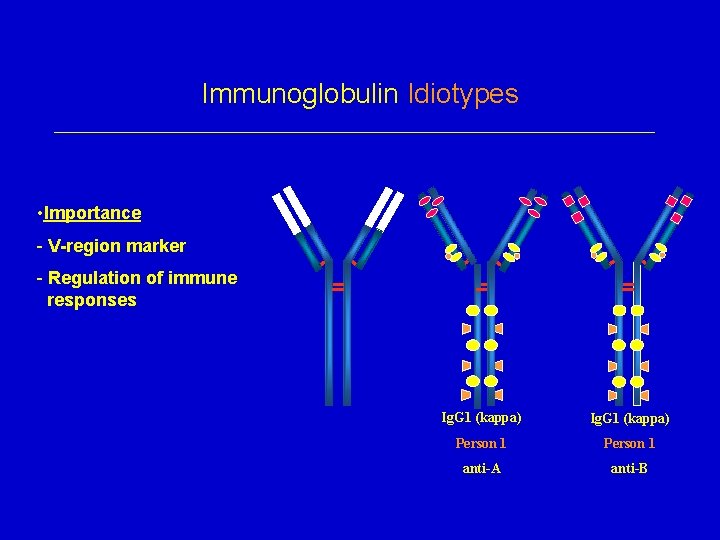 Immunoglobulin Idiotypes • Importance - V-region marker - Regulation of immune responses Ig. G