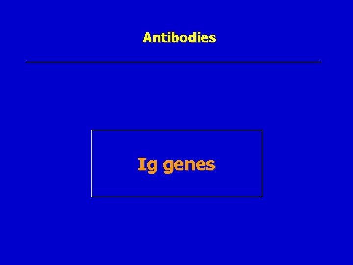 Antibodies Ig genes 