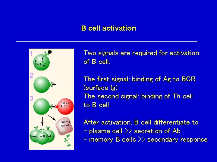 B cell activation Two signals are required for activation of B cell. The first