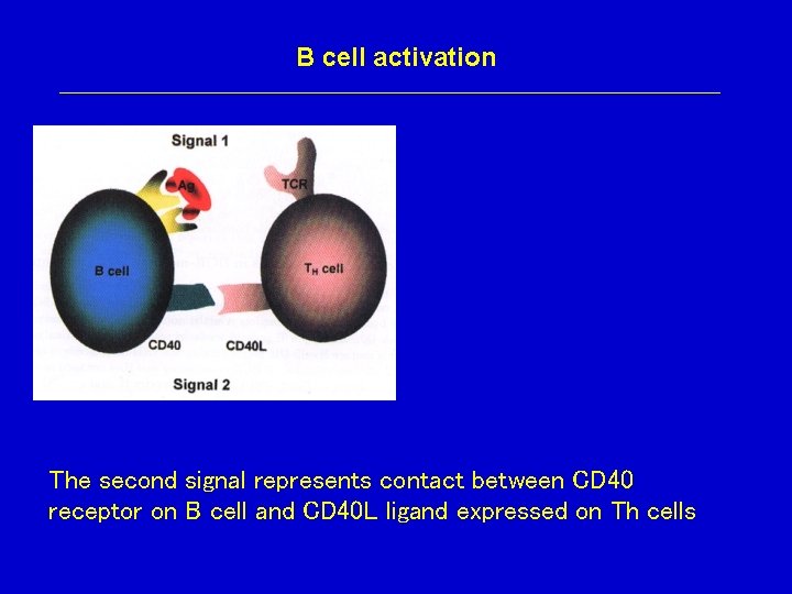 B cell activation The second signal represents contact between CD 40 receptor on B