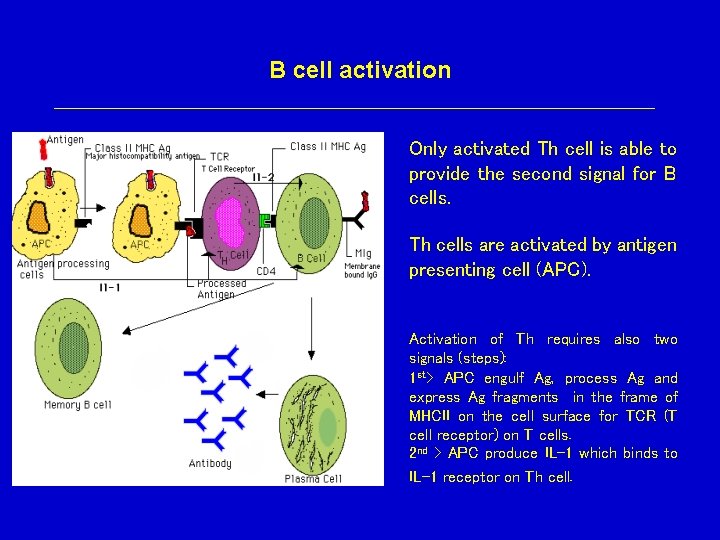 B cell activation Only activated Th cell is able to provide the second signal