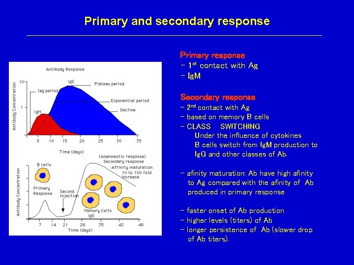 Primary and secondary response Primary response - 1 st contact with Ag - Ig.