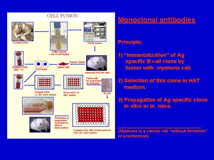 Monoclonal antibodies Principle: 1) “Immortalization” of Ag specific B cell clone by fusion with
