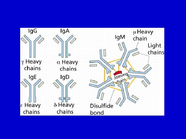 Antibodies Introduction Definition Immunoglobulins represent animal