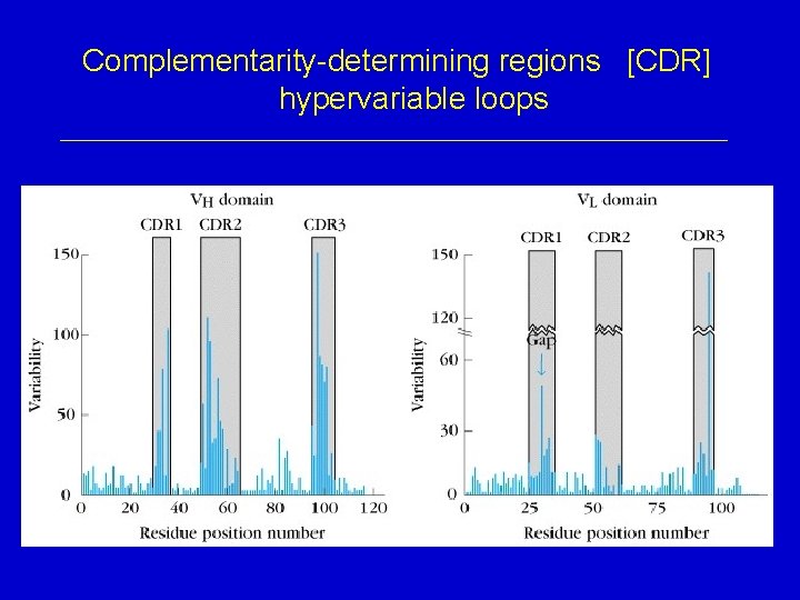 Complementarity-determining regions [CDR] hypervariable loops 
