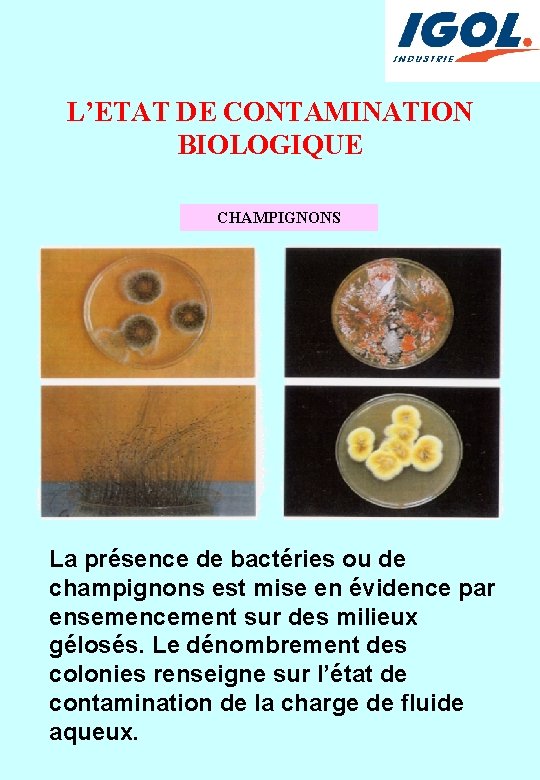 L’ETAT DE CONTAMINATION BIOLOGIQUE CHAMPIGNONS La présence de bactéries ou de champignons est mise