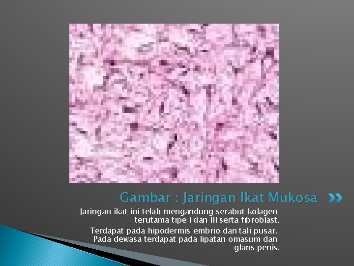 Gambar : Jaringan Ikat Mukosa Jaringan ikat ini telah mengandung serabut kolagen terutama tipe