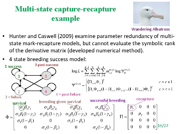 Multi-state capture-recapture example Wandering Albatross • Hunter and Caswell (2009) examine parameter redundancy of